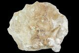 Otodus Shark Tooth Fossil in Rock - Eocene #111037-1